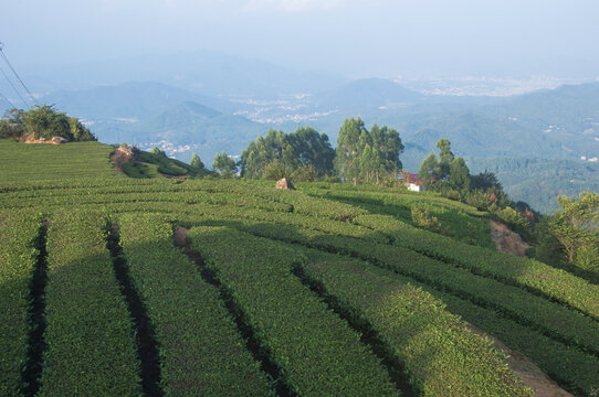 闽南茶山