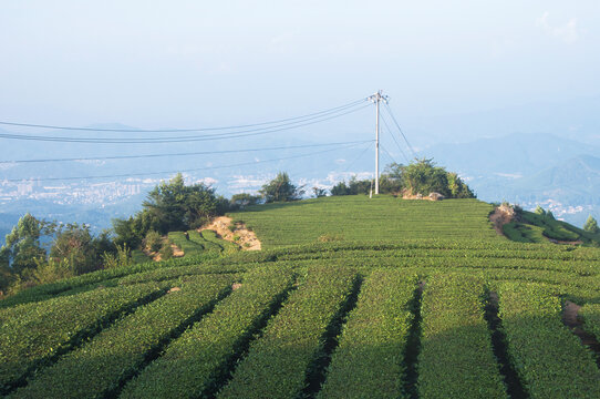 茶园茶树风景