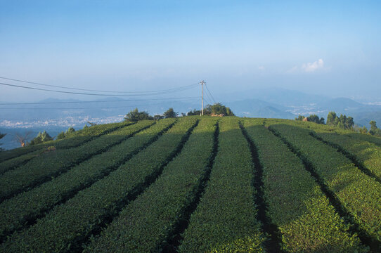 福建乌龙茶茶园风光