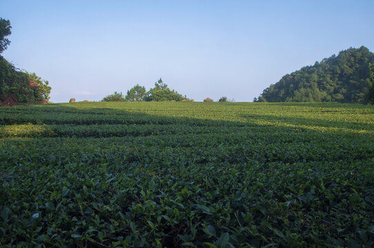 闽南茶田