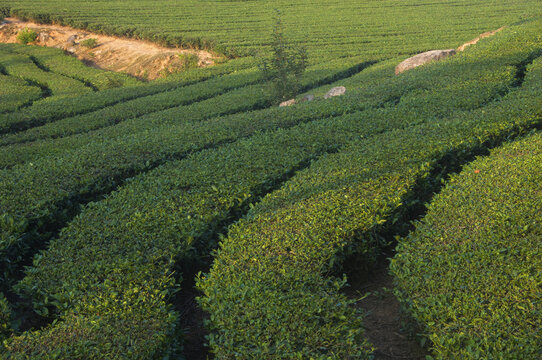 茶园绿色风景