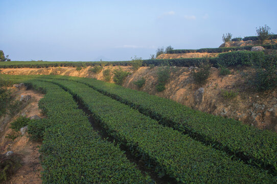 茶叶种植园风景