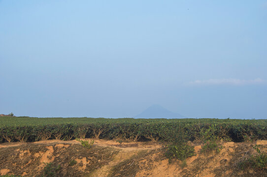 茶田掠影