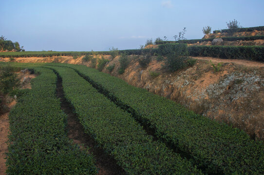 茶叶种植园景观