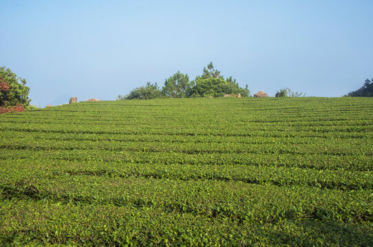 茶园自然景色