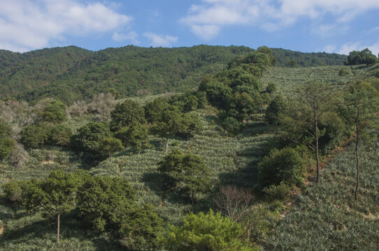 丘陵丛林菠萝园