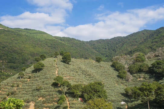 丘陵菠萝种植园