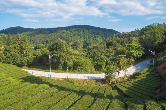 泉州罗山林场茶园风光