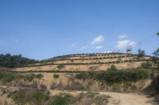 丘陵茶山自然景色