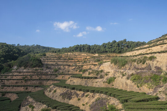 丘陵茶园景致