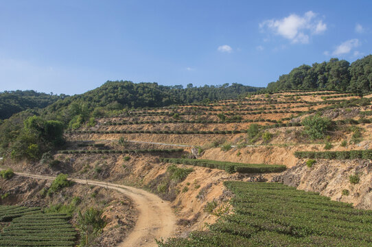 山丘茶园景色