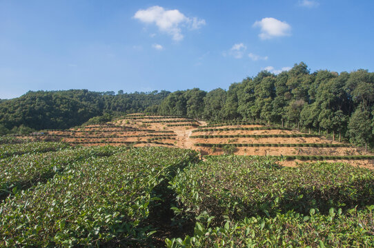 罗山林场茶园风景