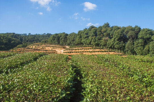 茶山茶园山林景色