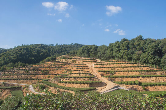 闽南茶山