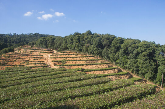 茶园山景