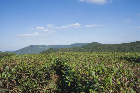 高山乌龙茶茶园