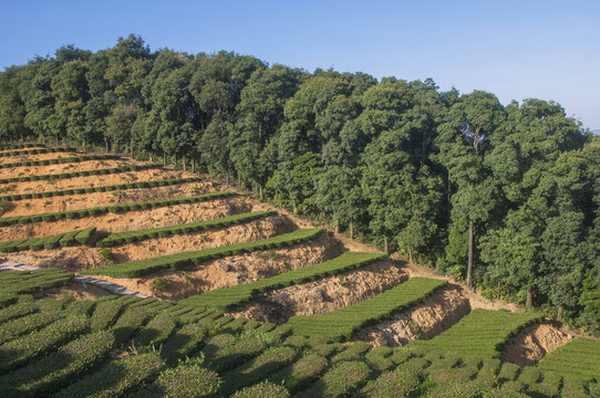 福建南安罗山林场茶园风景