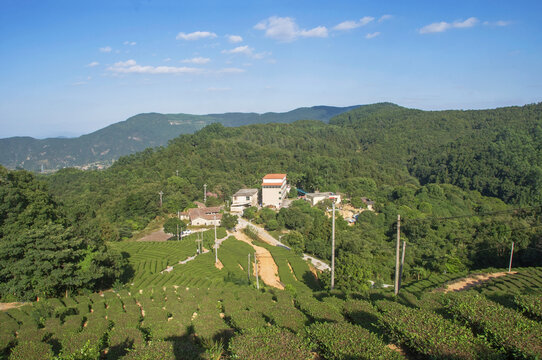 南安高山茶园风光