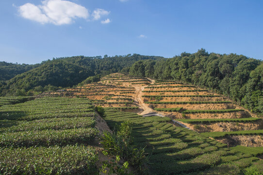 泉州罗山林场茶山风光