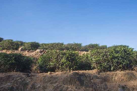 茶山茶树