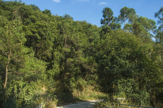 福建山林近照