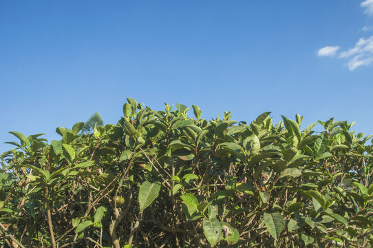 乌龙茶茶叶