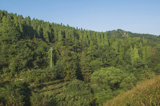 罗山林场绿林山坡