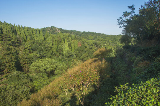 南安罗山林场森林景色