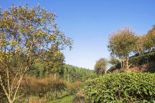 野牡丹茶园山林