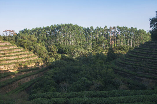 山谷茶园森林风景