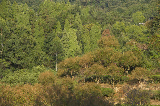 大山森林林木风景