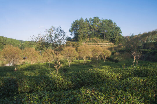 罗山林场茶园景观