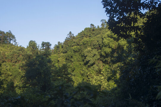 南安罗山林场森林资源