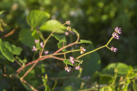 刺蓼花枝