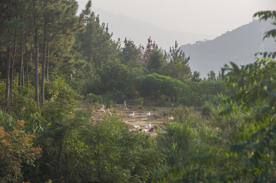 高山家禽养殖场