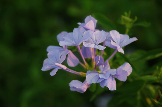 蓝花丹