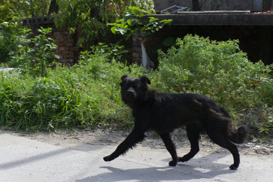 中华田园犬