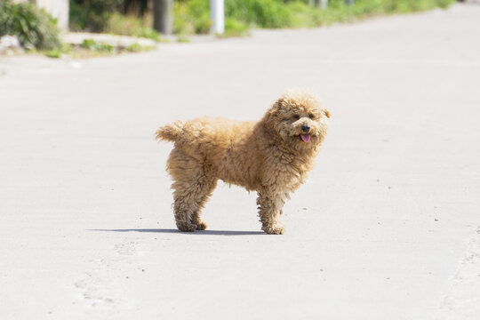 泰迪犬