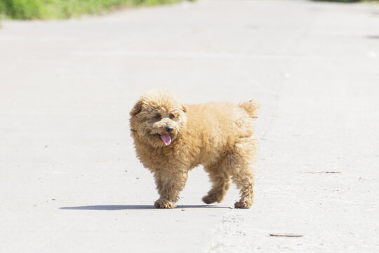 泰迪犬