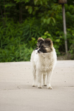 中华田园犬