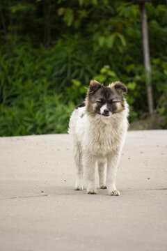 中华田园犬