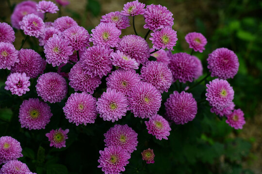 浙江金华渔歌小镇菊花怒放