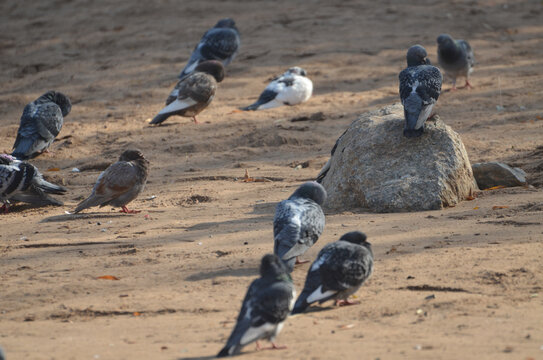 黄河滩的鸽子