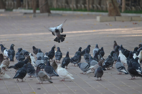 一群觅食的鸽子