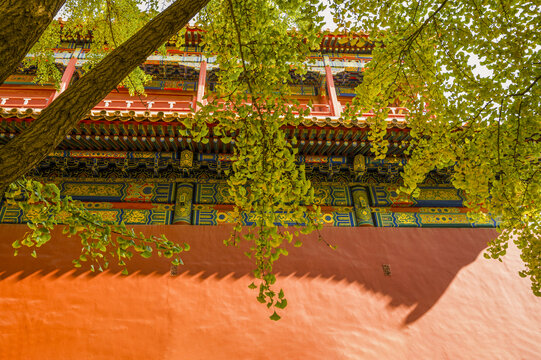 北京故宫宫殿红墙和银杏