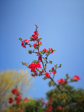 红海棠花枝俏