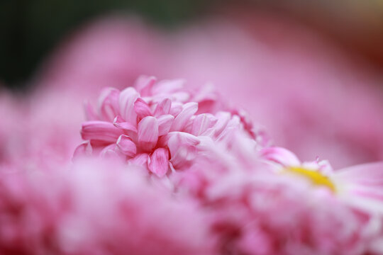 菊花特写