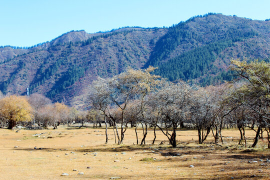 树木风景