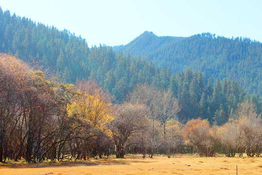 树木风景