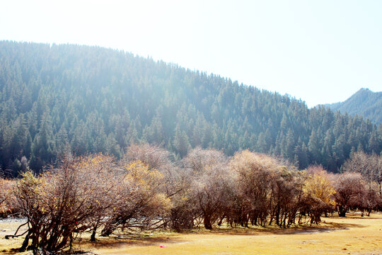 树木风景